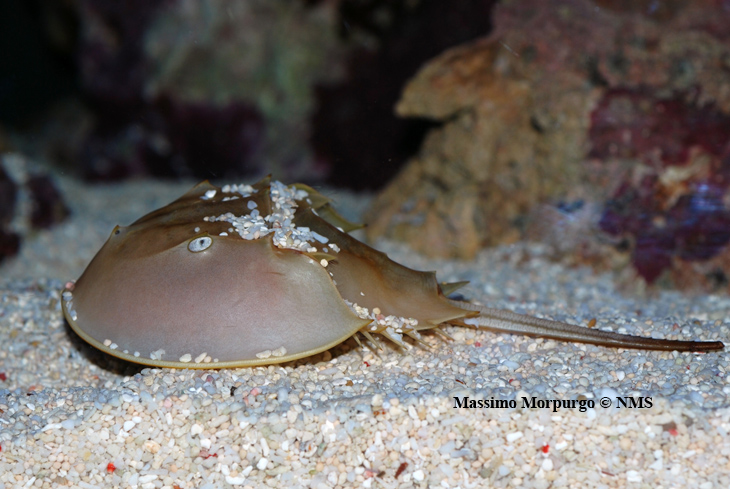 Limulus polyphemus copy