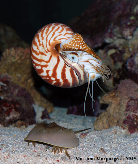 Nautilus + Limulus copy