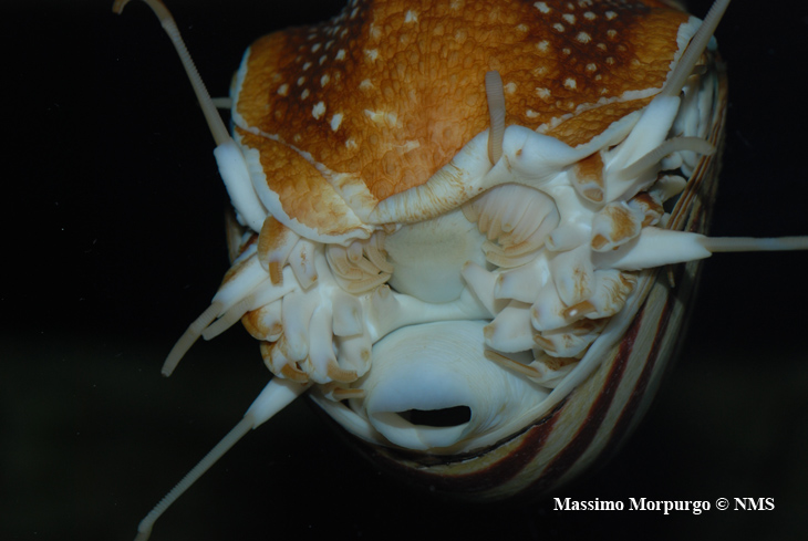Nautilus bocca e imbuto Nautilus bocca e imbuto