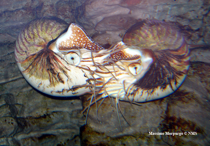 Nautilus in accoppiamento Nautilus in accoppiamento
