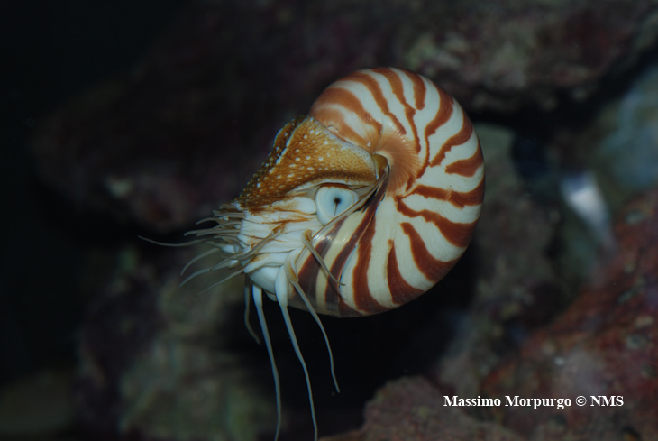 Nautilus nuoto Nautilus nuoto