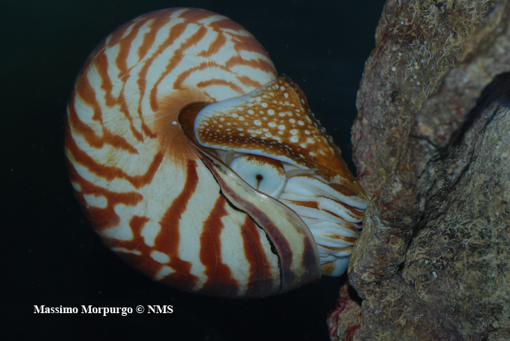 Nautilus riposo Nautilus riposo