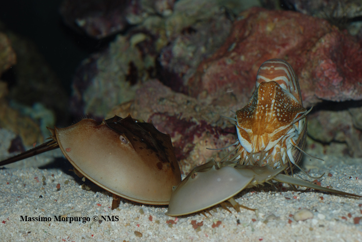 Nautilus ruba cibo copy