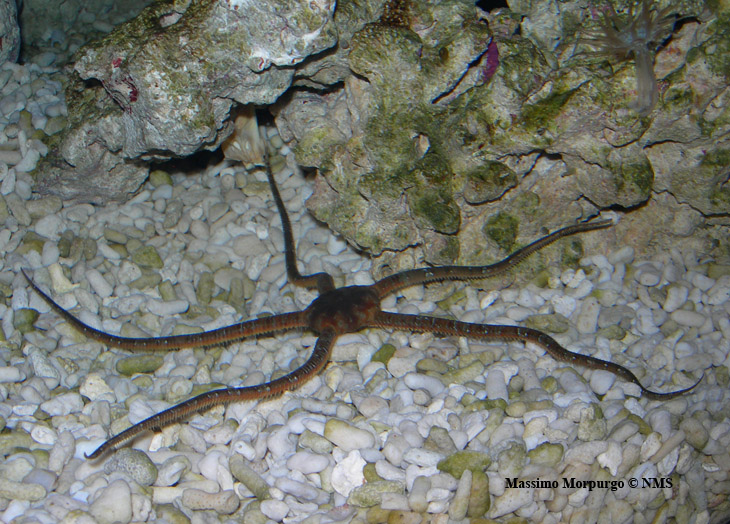 Ophioderma_longicaudum copy