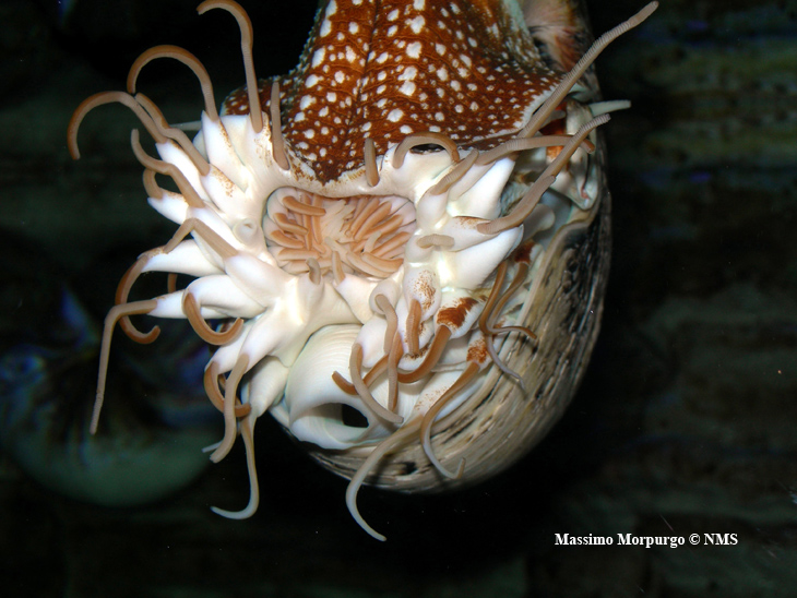 Tentacoli Nautilus Tentacoli Nautilus