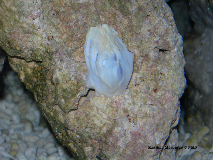 Uovo Nautilus 10.04