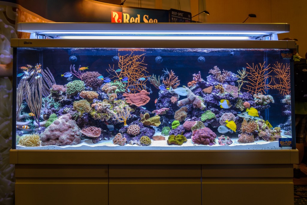 red_sea_max_macna_01