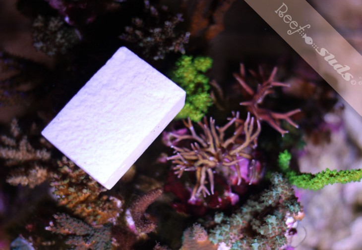 Il primo sapone per acquariofili