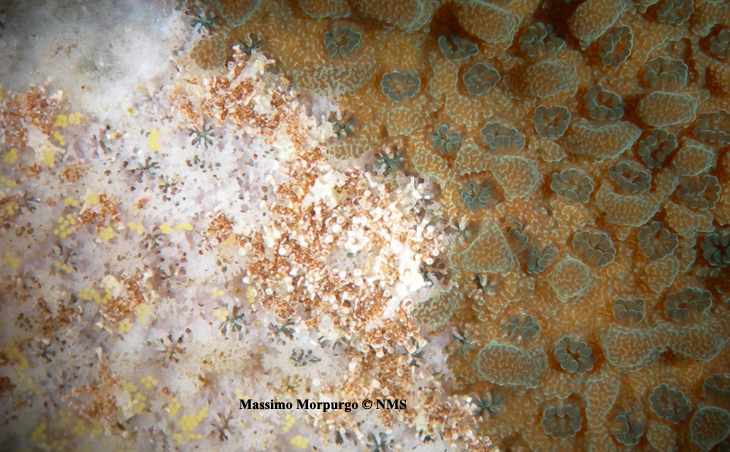 Morpurgo_Montipora_eating_nudibranchs Morpurgo_Montipora_eating_nudibranchs