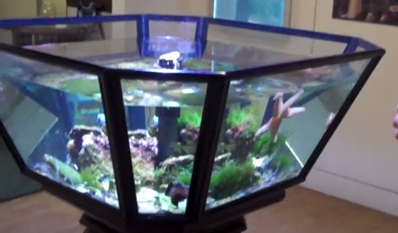 A Victorian Aquarium reconstructed today at Horniman Museum