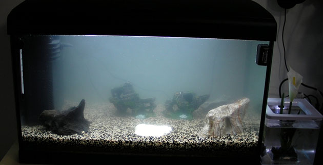 Un acquario con acqua fortemente torbida e biancastra