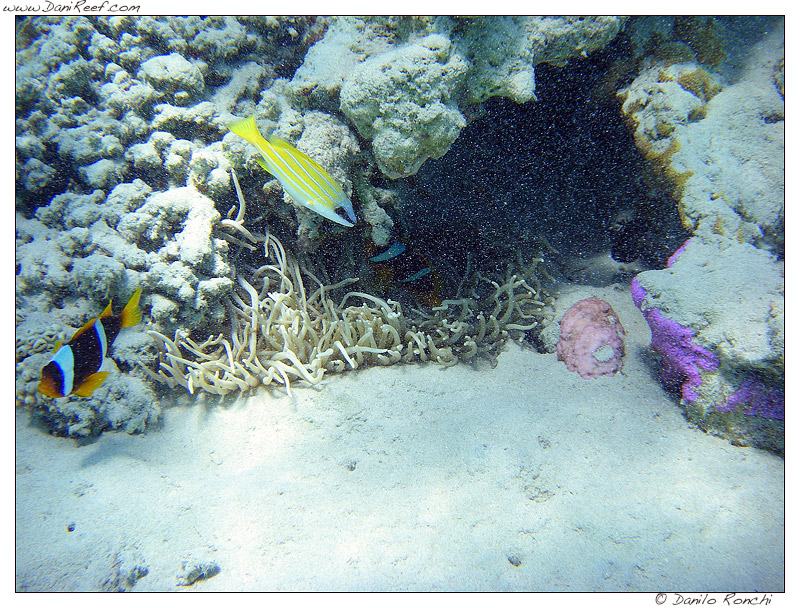 Radianthus in Mar Rosso, Egitto, Marsa Alam fotografata vicino alla riva Radianthus in Mar Rosso, Egitto, Marsa Alam fotografata vicino alla riva