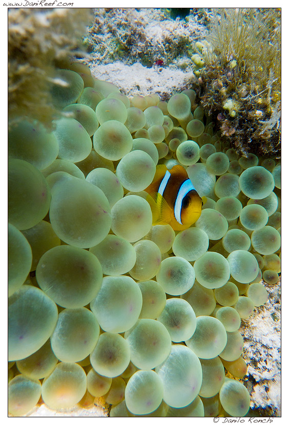 Entacmaea ed Ampiphrion bicinctus fotografati nel Mar Rosso (Marsa Alam) a pochi metri di profondità Entacmaea ed Ampiphrion bicinctus fotografati nel Mar Rosso (Marsa Alam) a pochi metri di profondità