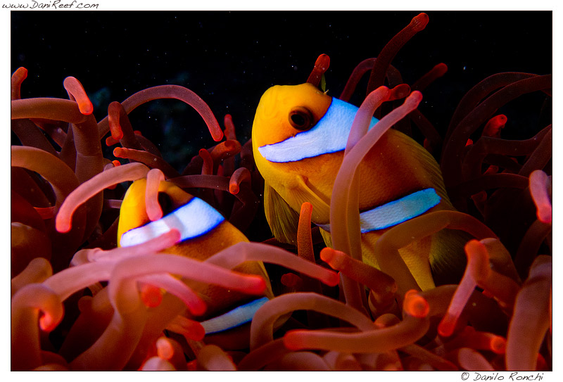 Come forzare i pagliacci a fare la simbiosi con l'anemone (o un corallo)