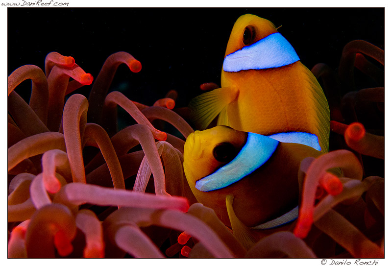 Come forzare i pagliacci a fare la simbiosi con l’anemone (o un corallo)