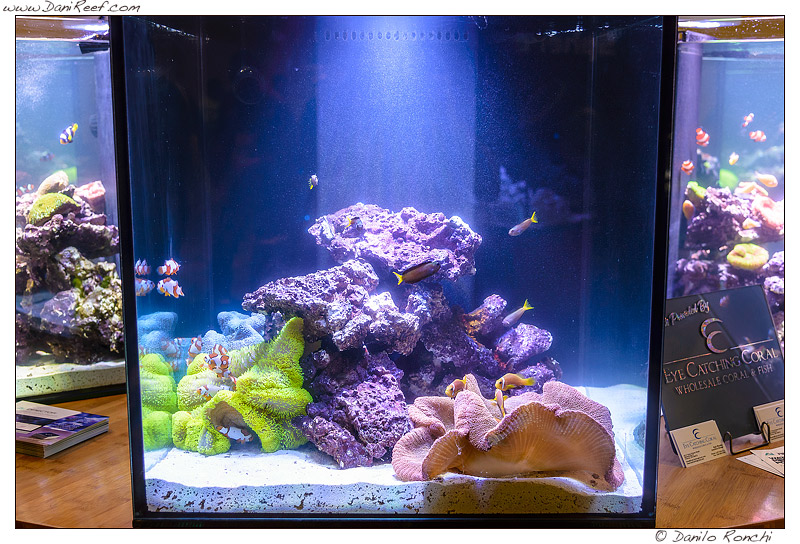 Esempio di acquario dedicato alle anemoni visto durante la fiera Macna di Ft. Lauderdale in Florida Esempio di acquario dedicato alle anemoni visto durante la fiera Macna di Ft. Lauderdale in Florida