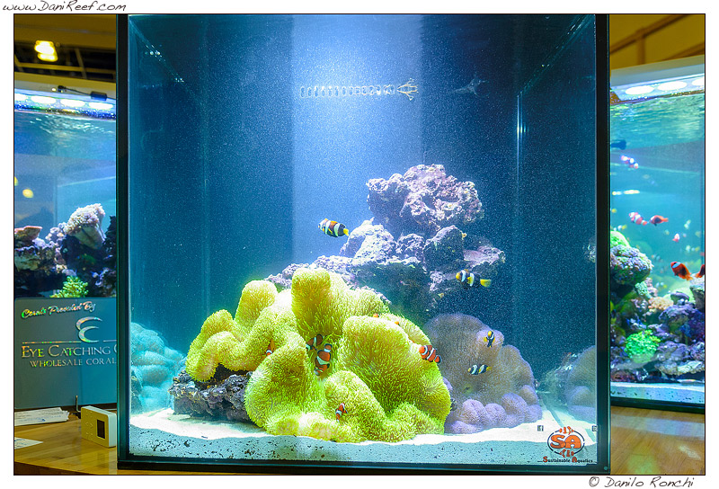 Altro splendido esempio di acquario dedicato alle anemoni visto durante la fiera Macna di Ft. Lauderdale in Florida Altro splendido esempio di acquario dedicato alle anemoni visto durante la fiera Macna di Ft. Lauderdale in Florida
