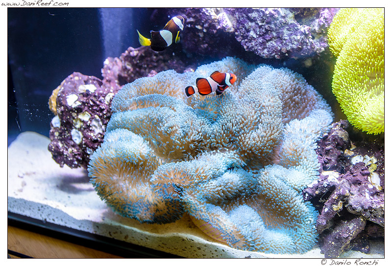 Splendido esemplare di Stichodactyla fotografata durante la fiera Macna di Ft. Lauderdale in Florida