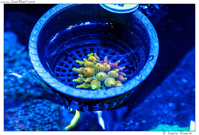 Splendido esemplare di Entacmaea quadricolor in vendita durante la fiera Macna di Ft. Lauderdale in Florida Splendido esemplare di Entacmaea quadricolor in vendita durante la fiera Macna di Ft. Lauderdale in Florida
