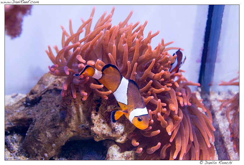 Amphiprion ocellaris in un Entacmaea quadricolor Amphiprion ocellaris in un Entacmaea quadricolor