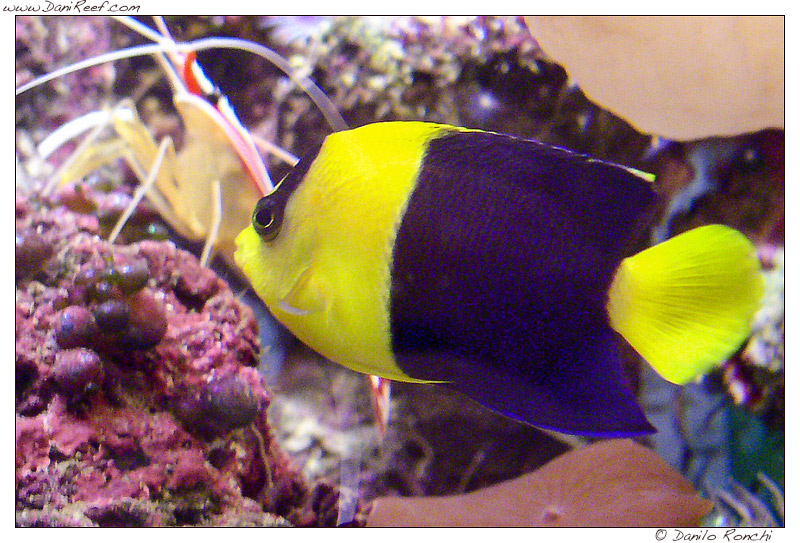 Centropyge bicolor