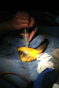 operazione_chirurgica_pesci_angelo_02