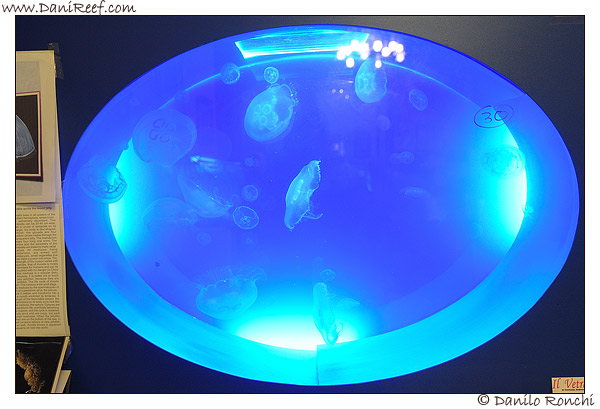 acquario_con_meduse_01
