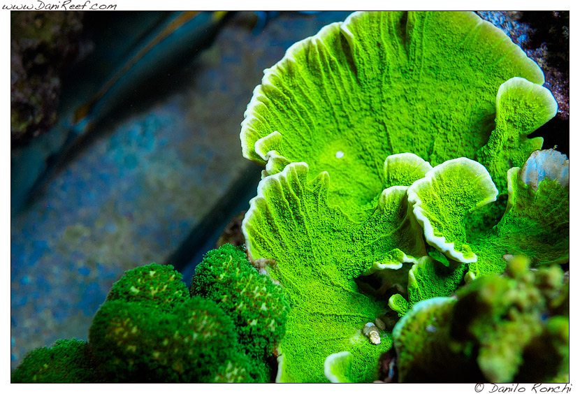 Montipora foliosa Montipora foliosa