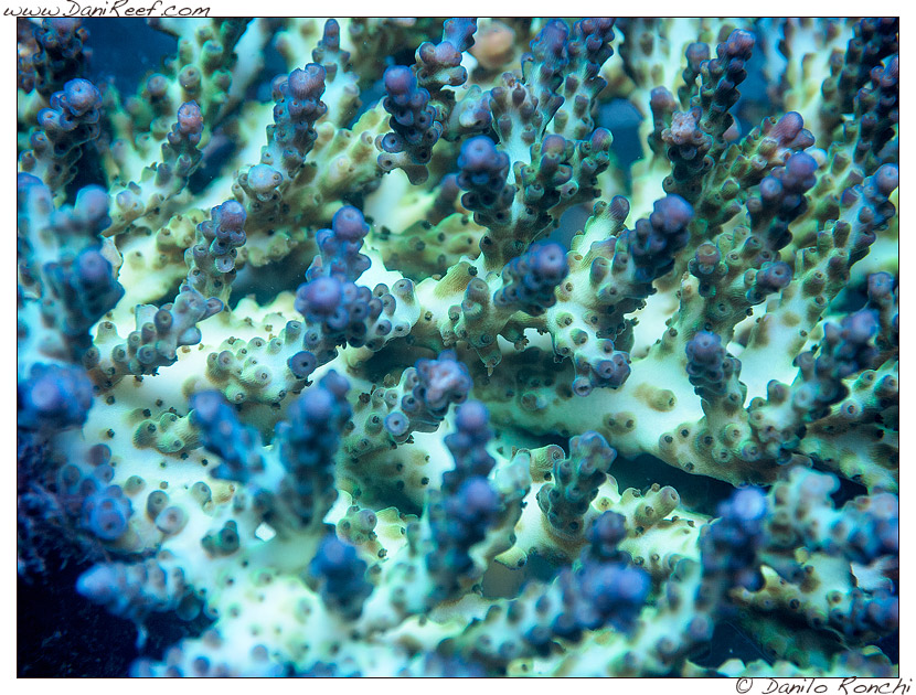 Acropora sp. Acropora sp.