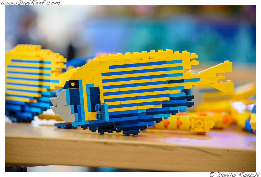 Il Pomacanthus imperator in lego proposto da Tropic Marin Centre all'Interzoo di qualche anno fa