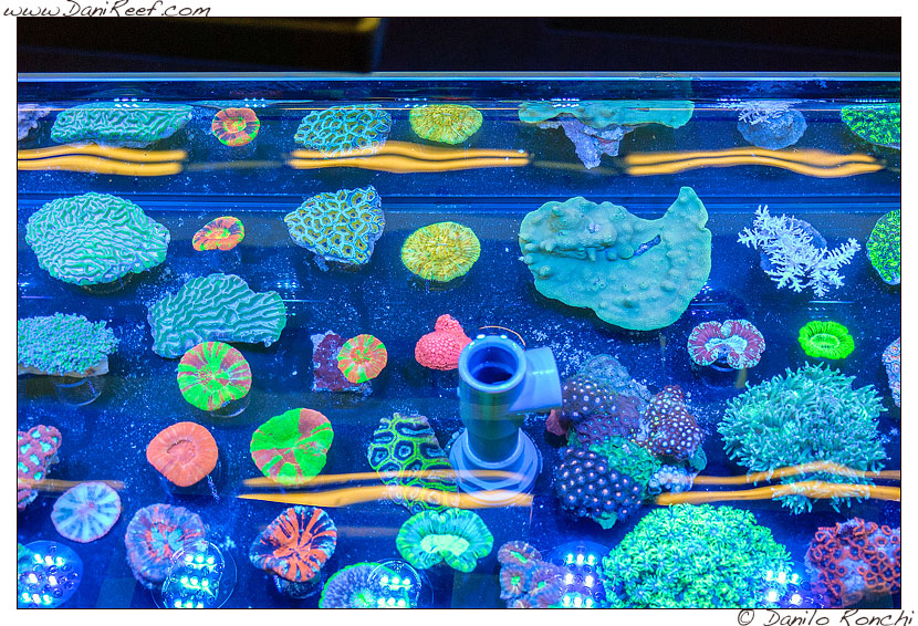 2014_05_interzoo_norimberga_2014_white_corals_003
