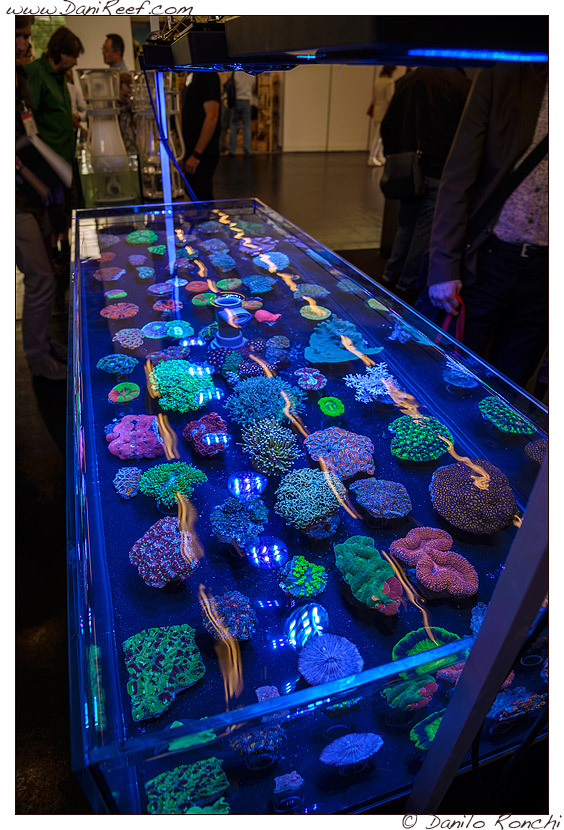 2014_05_interzoo_norimberga_2014_white_corals_037