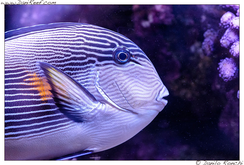 Acanthurus sohal nell'acquario marino di Pietro Romano Acanthurus sohal nell'acquario marino di Pietro Romano