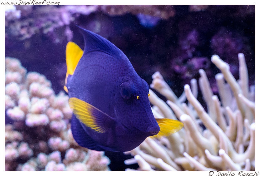 Zebrasoma xanthurum nell'acquario marino di Pietro Romano Zebrasoma xanthurum nell'acquario marino di Pietro Romano