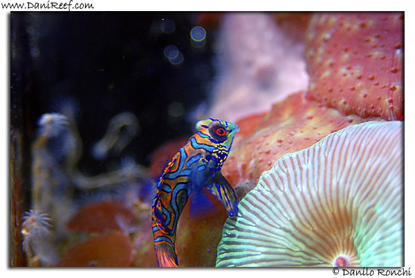 Synchiropus splendidus Synchiropus splendidus