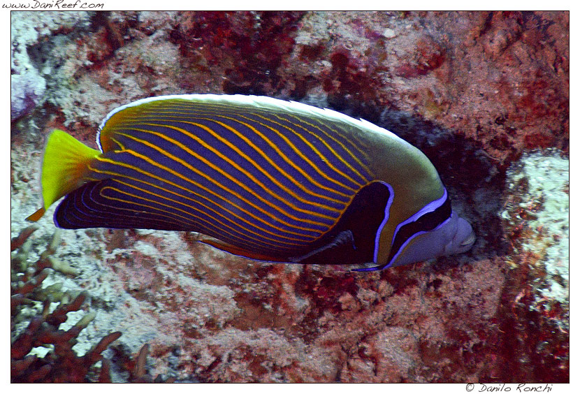 Pomacanthus imperator fotografato da me in Mar Rosso