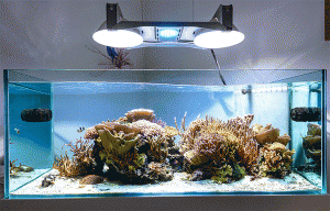 2014_10_acquario_marino_sps_jonathan_betti_ceab_aqua&led_elos_epower