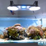 2014_10_acquario_marino_sps_jonathan_betti_elos_hqi_001