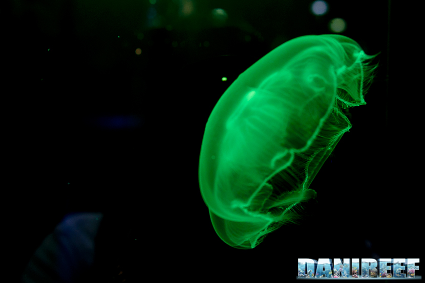 meduse