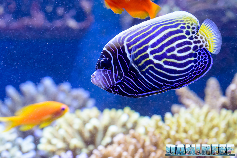Pomacanthus imperator durante il cambio livrea