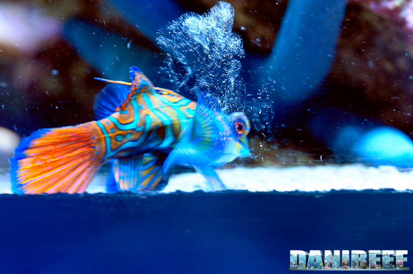 Synchiropus in acquario marino: quanti e quali mettere?