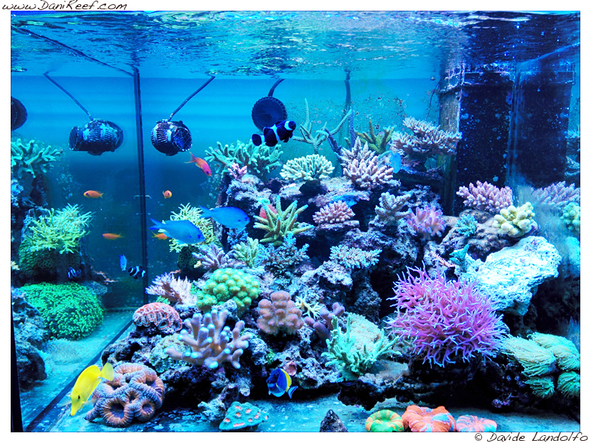 panoramica acquario marino davide landolfo panoramica acquario marino davide landolfo