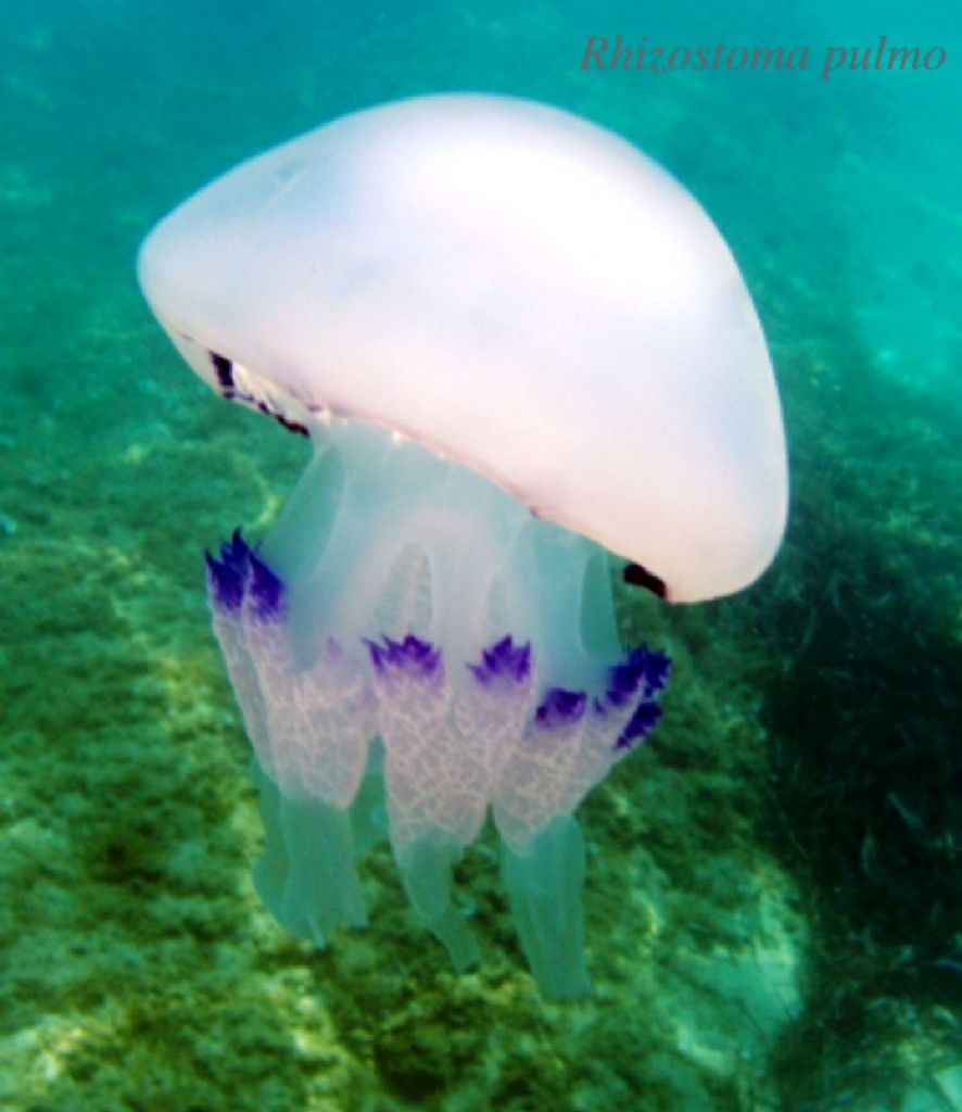 articolo_meduse_04