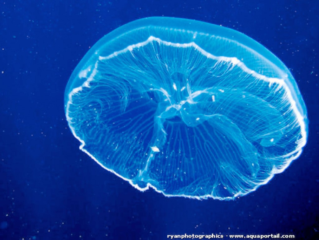 articolo_meduse_05