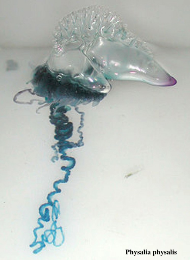 articolo_meduse_09