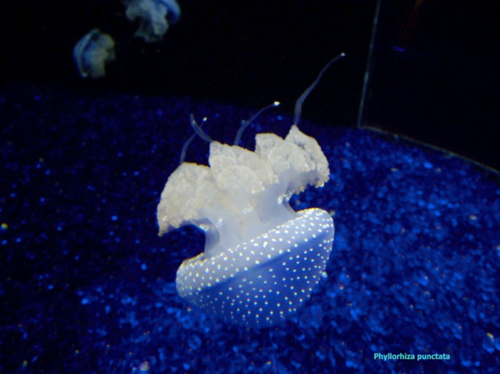 articolo_meduse_20