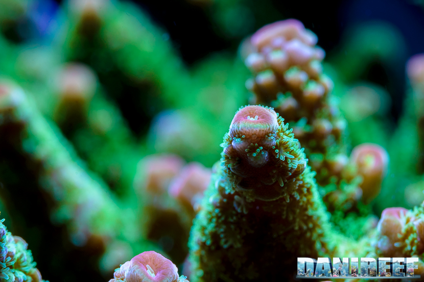 2015_01_DaniReef_Acquario_Massimiliano_Ghelfi_acropora, aspera, coralli, macro, sps_31