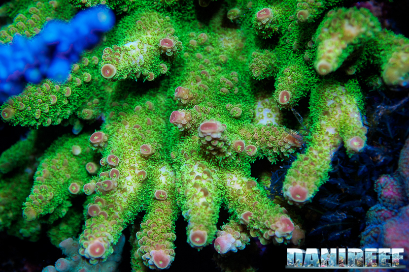 L'Acquario di Massimiliano Ghelfi - Acropora aspera