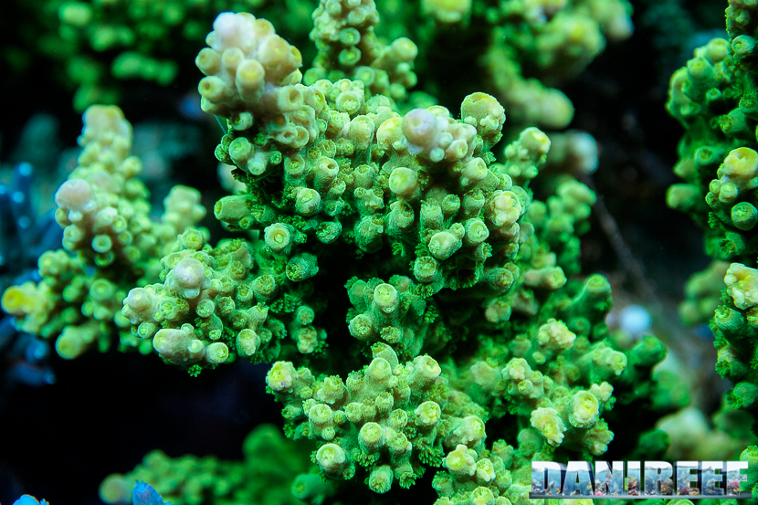 L'Acquario di Massimiliano Ghelfi - Acropora florida