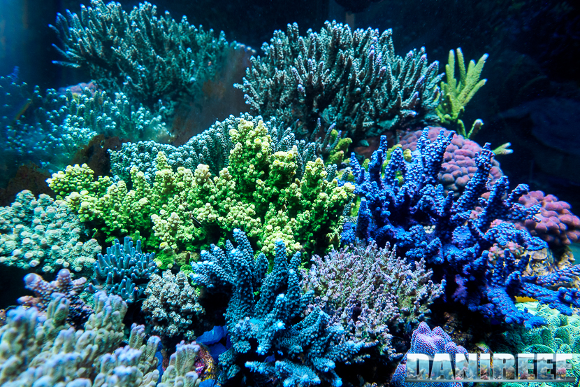 L'Acquario di Massimiliano Ghelfi - vista interna dell'acquario
